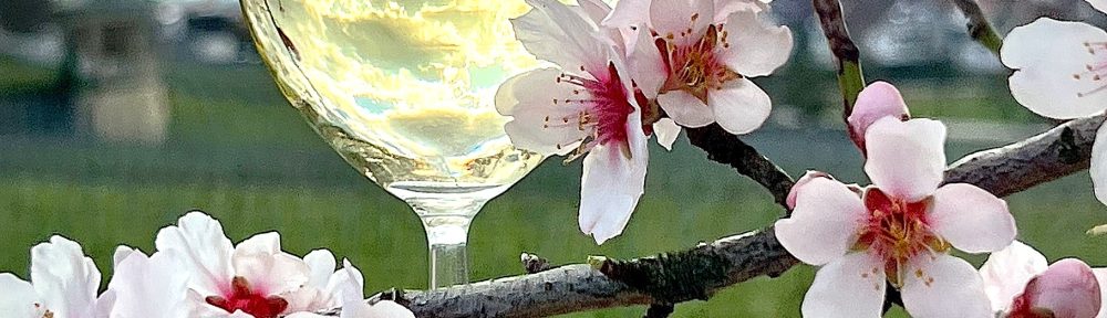 In Südhessen kommt Frühlingsfreude auf: Viele Mandelbäume in den Weinbergen zwischen Bensheim und Heppenheim stehen an den März-Wochenwenden bereits in voller Blüte. Foto: Robert G. Eberle