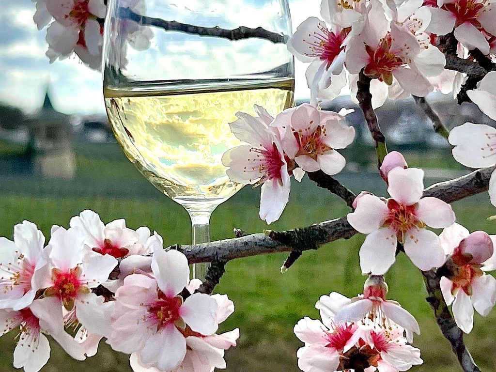 Weinfrühling an der Bergstraße: Blühende Bäume in Weinbergen zwischen Heppenheim und Zwingenberg locken vor allem an Wochenenden Wanderer an.  

           Foto: Robert G Eberle
