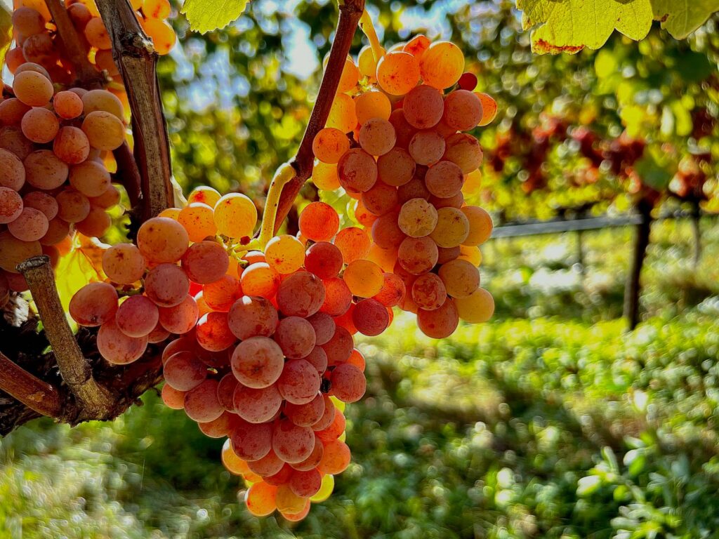Weine sind alkoholhaltige Getränke aus Trauben. Doch auch in den Blättern der Reben stecken Aromen, die sich für Getränke eignen.       
           Foto: Robert G. Eberle